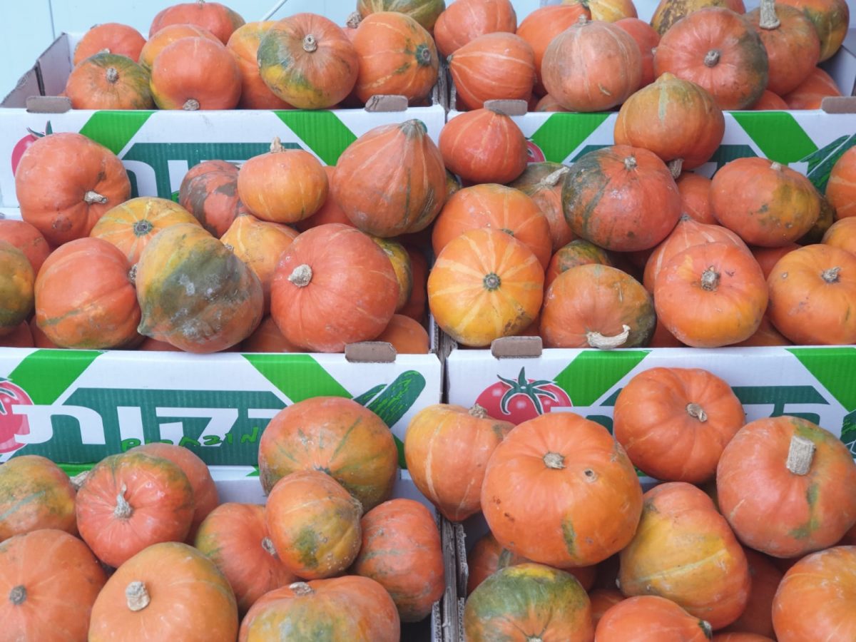 ⁦דלעת יפנית (קילוגרם)⁩ – תמונה ⁦1⁩