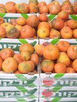 ⁦דלעת יפנית (קילוגרם)⁩ – תמונה ⁦2⁩