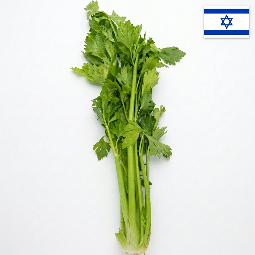 emilia-ai-studio-1772734167348 סלרי עלים (מארז) – תמונה 1