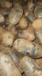 ⁦תפוח אדמה סגול (קילוגרם)⁩ – תמונה ⁦2⁩