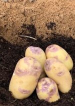 תפוח אדמה נשיקות (קילוגרם)