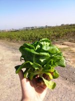 ⁦חסה סלנובה זוגות מארז⁩ – תמונה ⁦4⁩