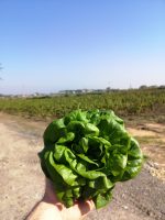 ⁦חסה סלנובה זוגות מארז⁩ – תמונה ⁦3⁩