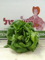 ⁦חסה סלנובה זוגות מארז⁩ – תמונה ⁦5⁩