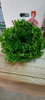 ⁦חסה לאליק זוגות ארוזה⁩ – תמונה ⁦2⁩