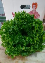 ⁦חסה לאליק זוגות ארוזה⁩ – תמונה ⁦3⁩