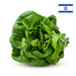 חסה סלנובה זוגות מארז