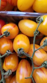 ⁦שרי מגוון 1 קג⁩ – תמונה ⁦2⁩