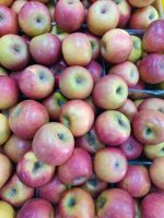 תפוח עץ פינק ליידי (קילוגרם) גודל 6