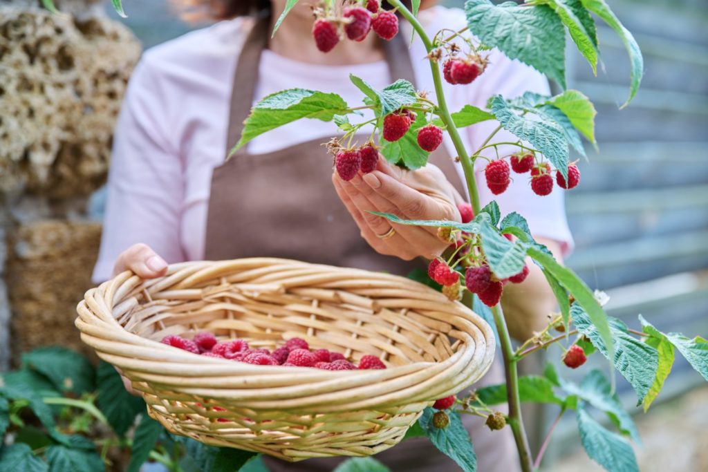 מארז פירות משלוח