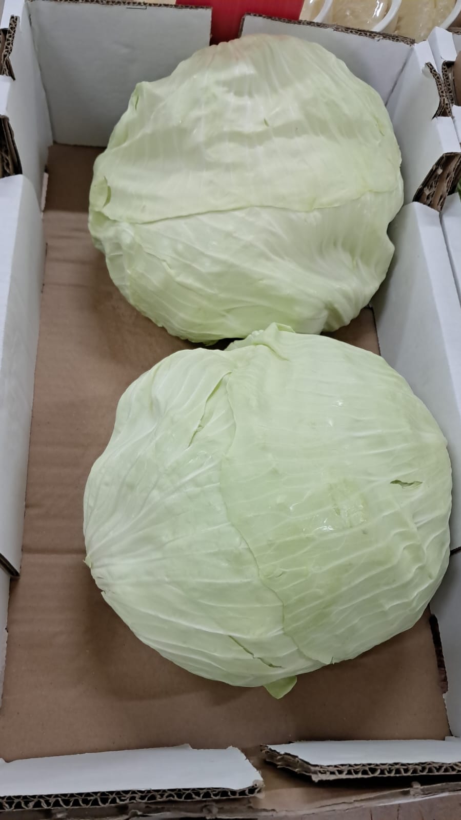 185ee836-9bf1-4265-b33a-09899ecf5a57 כרוב מלפוף (בלאדי) מחיר ל 1 קג (משקל ממוצע 3 ק"ג) – תמונה 1