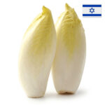 אנדיב לבן מארז (עולש)