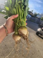 סלק לבן זר/מארז